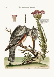 The American Kingfisher, 1749-73